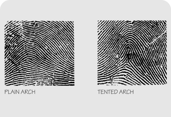 fingerprints-arches