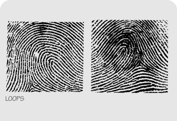 fingerprints-loops