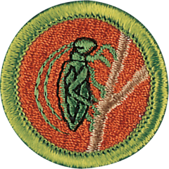 InsectStudy