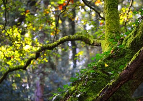 Plant-Science_merit-badge-overview